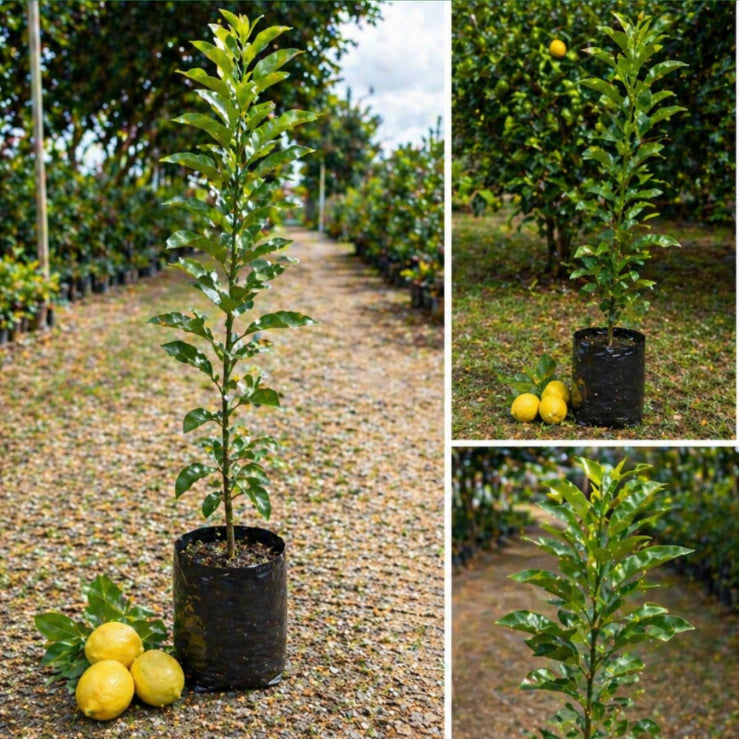 Limão Siciliano Enxertado Híbrido Muda Forte Natural 60cm para Sucos e Temperos - Siciliano Forte™