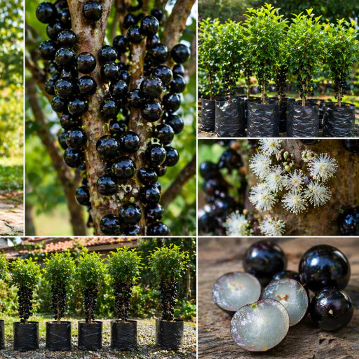 Jabuticaba Roxa Doce Enxertada Híbrida Precoce Natural 40cm - JabuDoce Precoce™