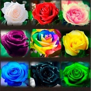 600 Sementes de Rosas Coloridas para Fazer Mudas - RosaColor Mix™