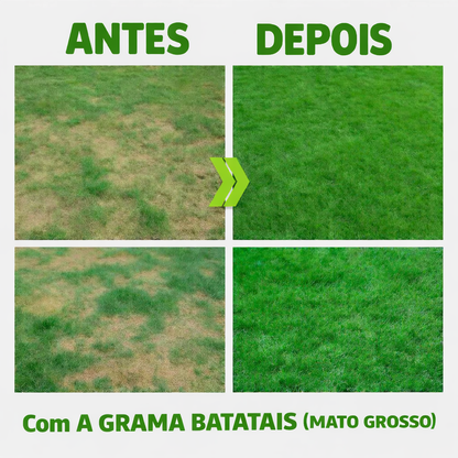Sementes de Grama Batatais GreenRoot™ - Grama Forte, Verde e Uniforme Para Seu Jardim