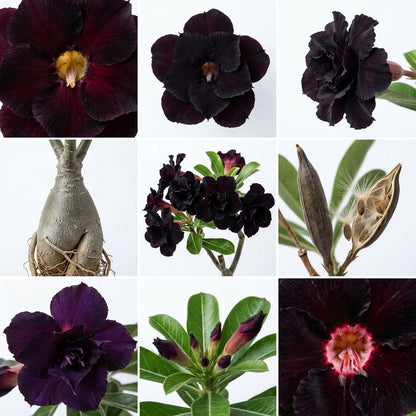 Sementes de Rosa do Deserto Flor Negra Brotaria – Flor Exótica para Vasos, Jardim e Decoração (400und)