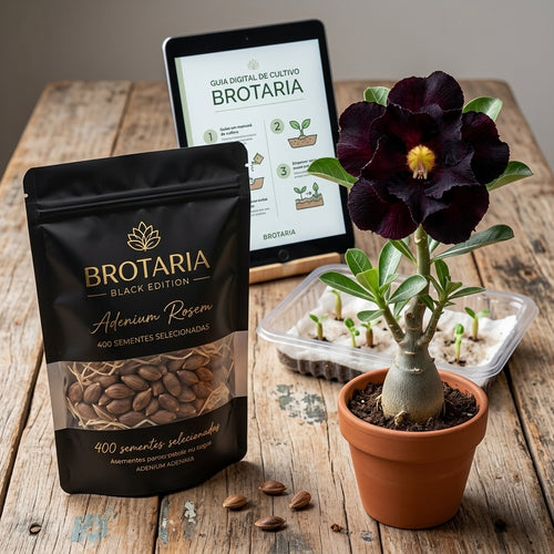 Sementes de Rosa do Deserto Flor Negra Brotaria – Flor Exótica para Vasos, Jardim e Decoração (400und)
