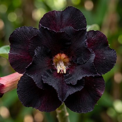 Sementes de Rosa do Deserto Flor Negra Brotaria – Flor Exótica para Vasos, Jardim e Decoração (400und)