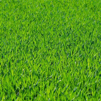 Sementes de Grama Batatais GreenRoot™ - Grama Forte, Verde e Uniforme Para Seu Jardim