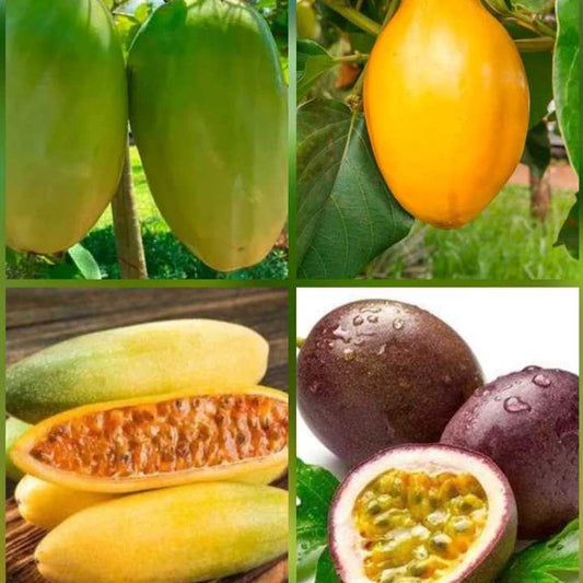 Kit de Sementes de 4 Tipos de Maracujá Doce, Gigante, Roxo e Banana - MaracuMix Especial™