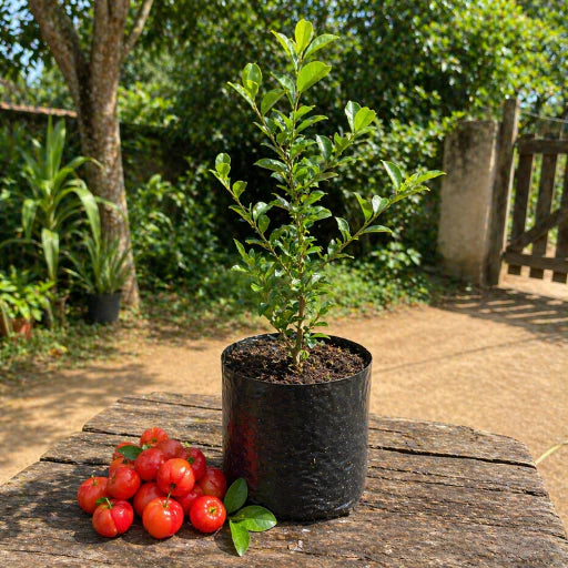 Acerola Doce Gigante Vermelha Enxertada Híbrida Muda 60cm - AceroDoce Gigante™