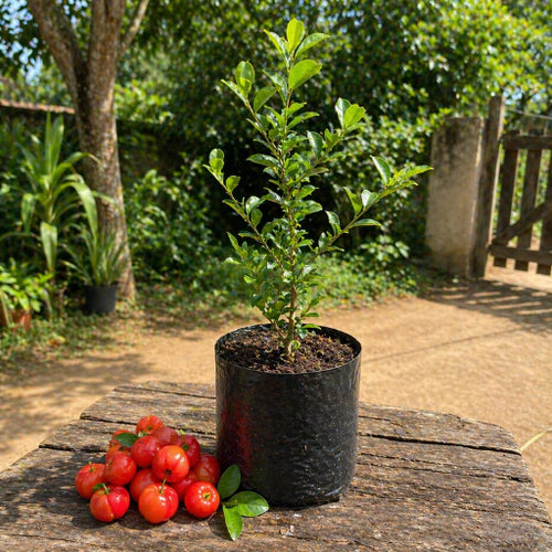 Acerola Doce Gigante Vermelha Enxertada Híbrida Muda 60cm - AceroDoce Gigante™