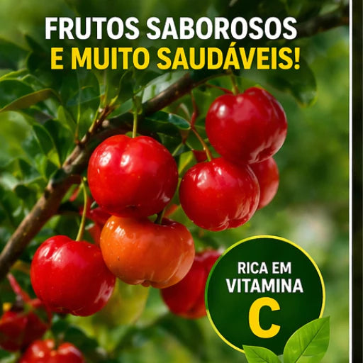 Acerola Doce Gigante Vermelha Enxertada Híbrida Muda 60cm - AceroDoce Gigante™