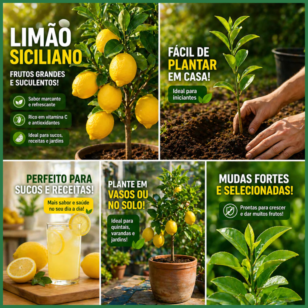 Limão Siciliano Enxertado Híbrido Muda Forte Natural 60cm para Sucos e Temperos - Siciliano Forte™