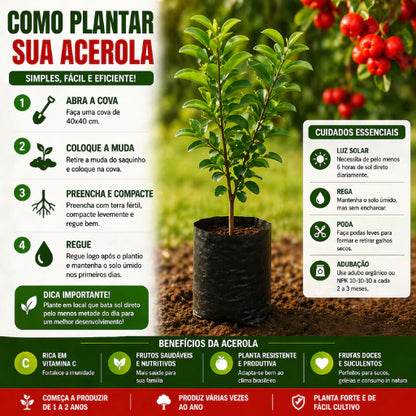 Acerola Doce Gigante Vermelha Enxertada Híbrida Muda 60cm - AceroDoce Gigante™