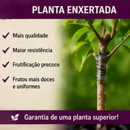 Jabuticaba Roxa Doce Enxertada Híbrida Precoce Natural 40cm - JabuDoce Precoce™