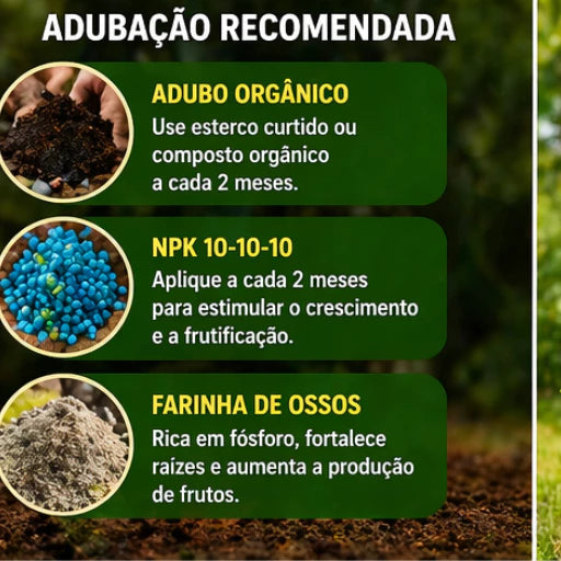Acerola Doce Gigante Vermelha Enxertada Híbrida Muda 60cm - AceroDoce Gigante™