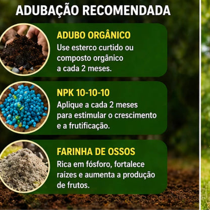 Acerola Doce Gigante Vermelha Enxertada Híbrida Muda 60cm - AceroDoce Gigante™