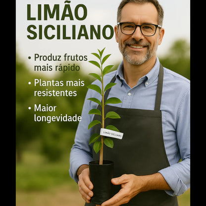 Limão Siciliano Enxertado Híbrido Muda Forte Natural 60cm para Sucos e Temperos - Siciliano Forte™