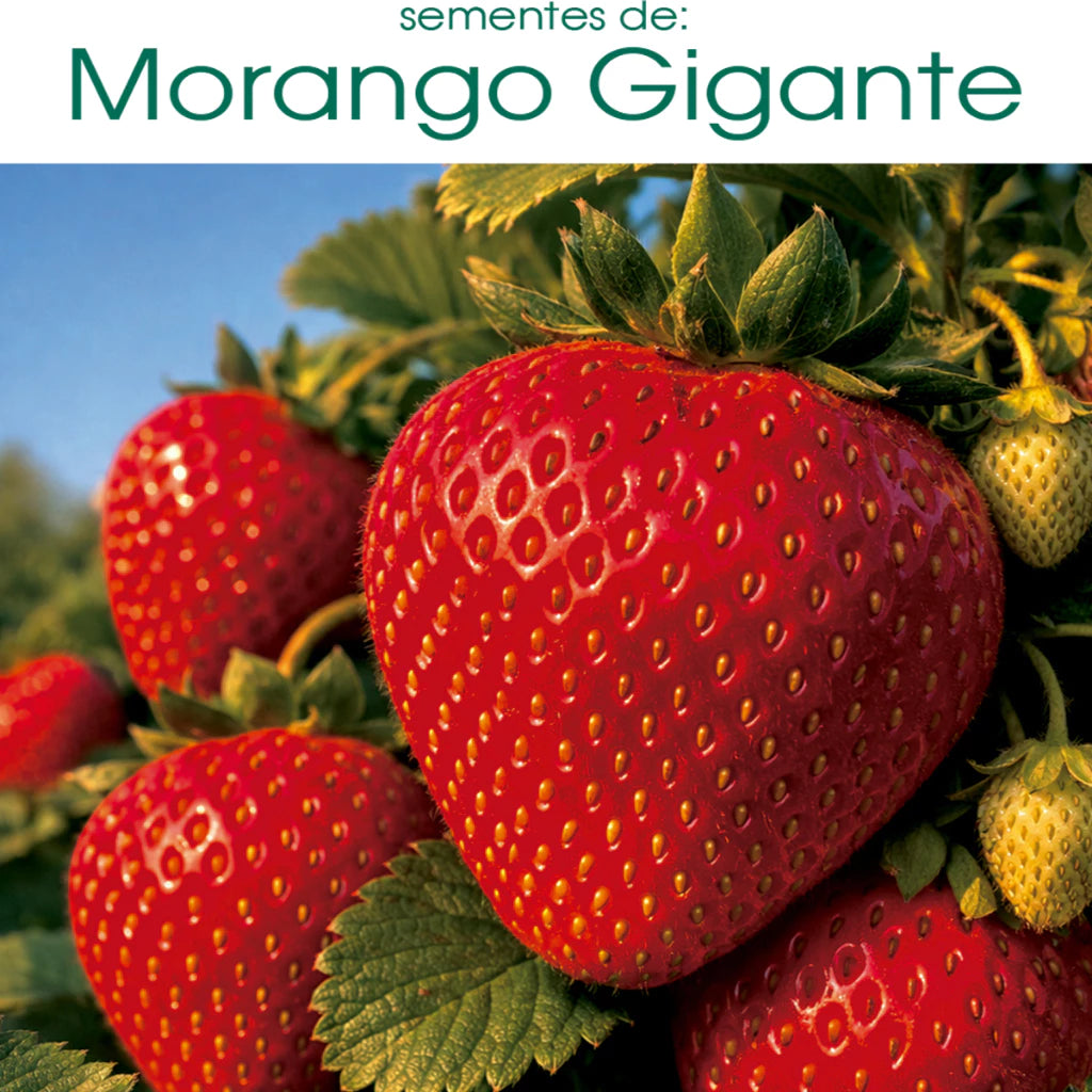 205 Sementes de Morango Gigante Doce Raro para Plantio - MorangoMax Doce™