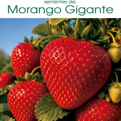 205 Sementes de Morango Gigante Doce Raro para Plantio - MorangoMax Doce™