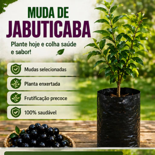 Jabuticaba Roxa Doce Enxertada Híbrida Precoce Natural 40cm - JabuDoce Precoce™