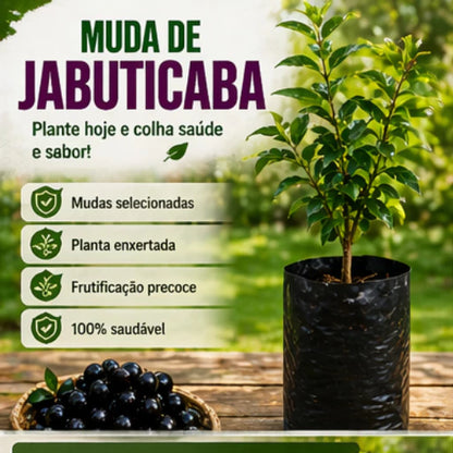 Jabuticaba Roxa Doce Enxertada Híbrida Precoce Natural 40cm - JabuDoce Precoce™