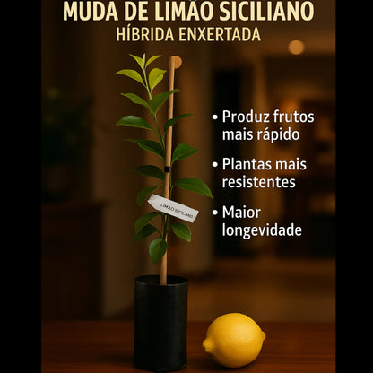 Limão Siciliano Enxertado Híbrido Muda Forte Natural 60cm para Sucos e Temperos - Siciliano Forte™