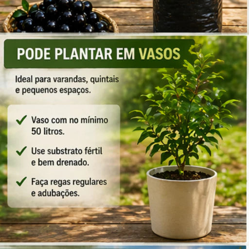 Jabuticaba Roxa Doce Enxertada Híbrida Precoce Natural 40cm - JabuDoce Precoce™
