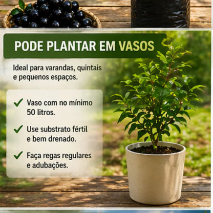 Jabuticaba Roxa Doce Enxertada Híbrida Precoce Natural 40cm - JabuDoce Precoce™