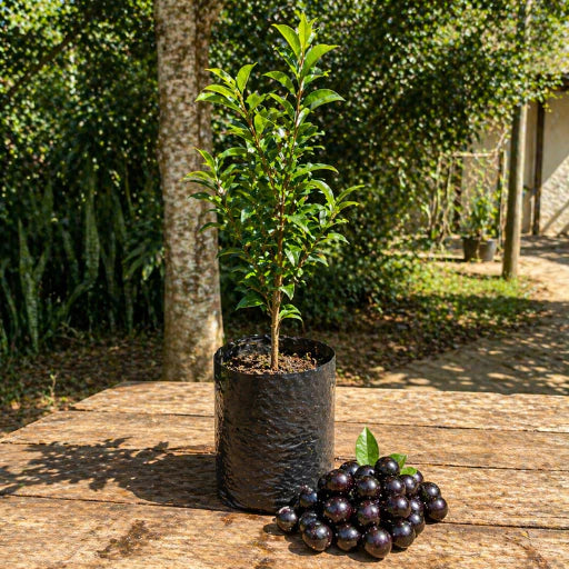 Jabuticaba Roxa Doce Enxertada Híbrida Precoce Natural 40cm - JabuDoce Precoce™