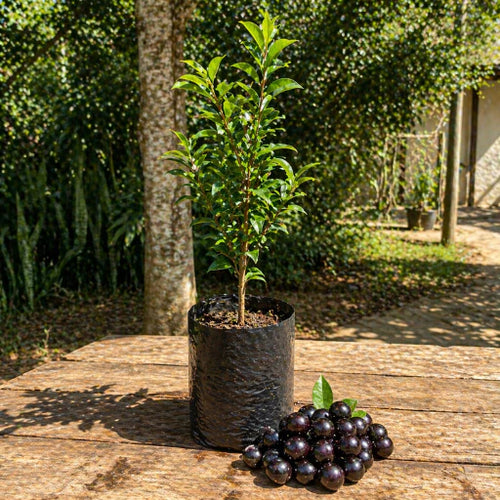 Jabuticaba Roxa Doce Enxertada Híbrida Precoce Natural 40cm - JabuDoce Precoce™