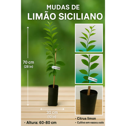 Limão Siciliano Enxertado Híbrido Muda Forte Natural 60cm para Sucos e Temperos - Siciliano Forte™