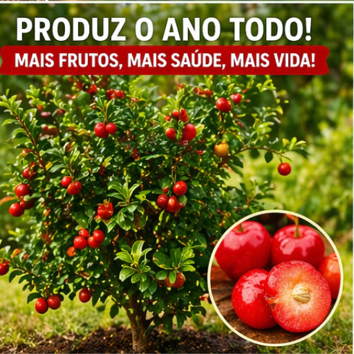 Acerola Doce Gigante Vermelha Enxertada Híbrida Muda 60cm - AceroDoce Gigante™