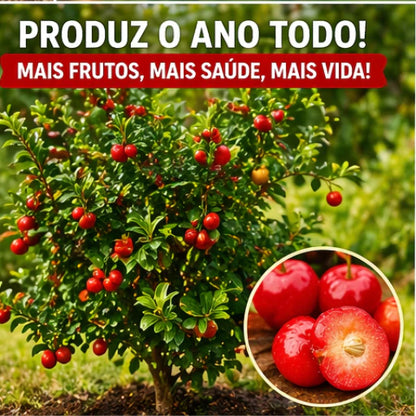 Acerola Doce Gigante Vermelha Enxertada Híbrida Muda 60cm - AceroDoce Gigante™