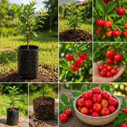 Acerola Doce Gigante Vermelha Enxertada Híbrida Muda 60cm - AceroDoce Gigante™