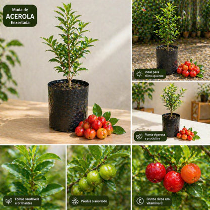 Acerola Doce Gigante Vermelha Enxertada Híbrida Muda 60cm - AceroDoce Gigante™