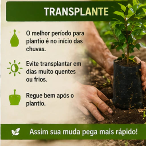 Jabuticaba Roxa Doce Enxertada Híbrida Precoce Natural 40cm - JabuDoce Precoce™