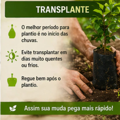 Jabuticaba Roxa Doce Enxertada Híbrida Precoce Natural 40cm - JabuDoce Precoce™