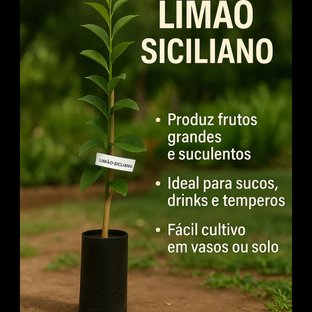 Limão Siciliano Enxertado Híbrido Muda Forte Natural 60cm para Sucos e Temperos - Siciliano Forte™
