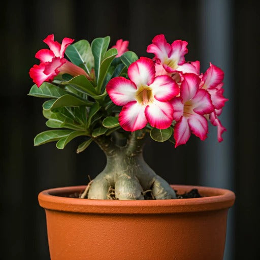 Kit com 20 Sementes de Rosas do Deserto Mix de Cores Raras e Alta Germinação - DesertBloom™