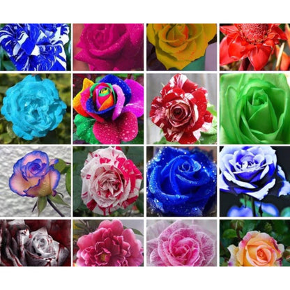 450 Sementes de Rosas Coloridas para Fazer Mudas - RosaViva Mix™