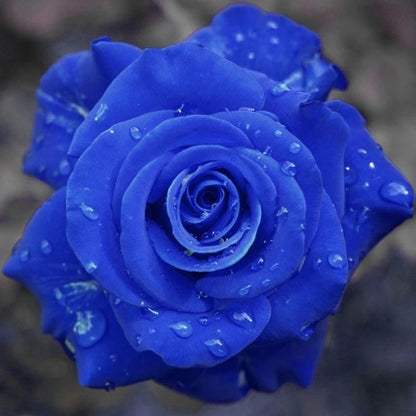 450 Sementes de Rosas Coloridas para Fazer Mudas - RosaViva Mix™
