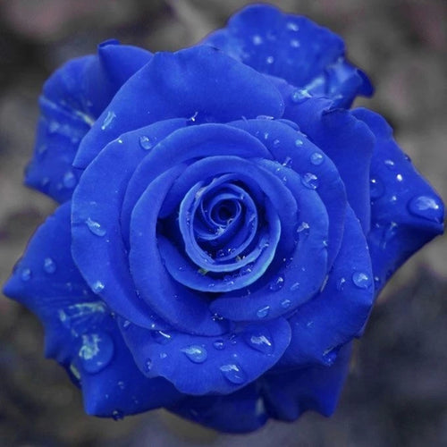 450 Sementes de Rosas Coloridas para Fazer Mudas - RosaViva Mix™
