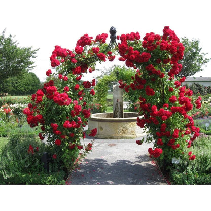 300 Sementes de Flor Rosa Trepadeira Vermelha para Mudas - RubraTrepadeira™