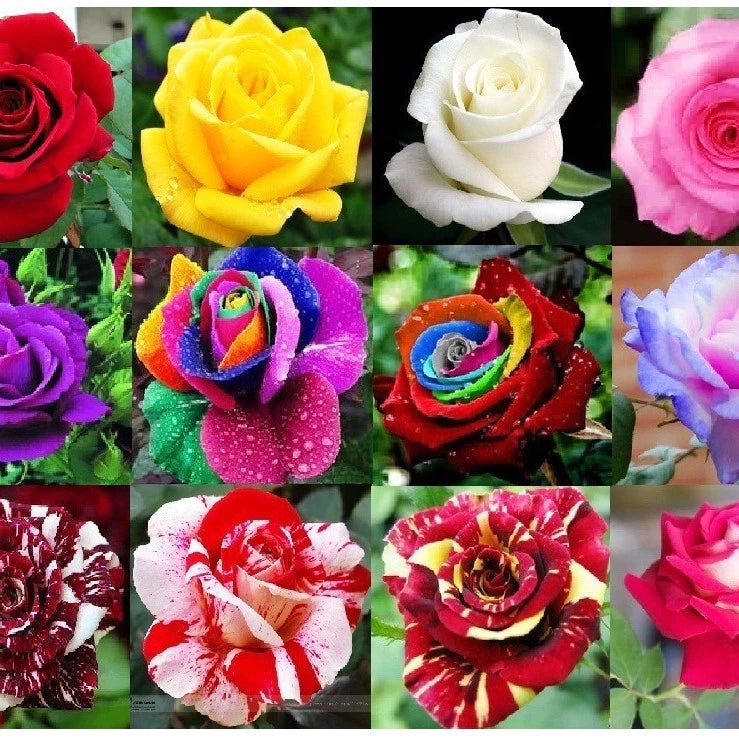600 Sementes de Rosas Coloridas para Fazer Mudas - RosaColor Mix™