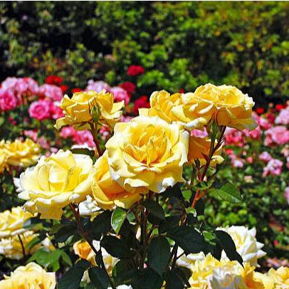 360 Sementes de Rosas Coloridas para Fazer Mudas - RosaBella Mix™