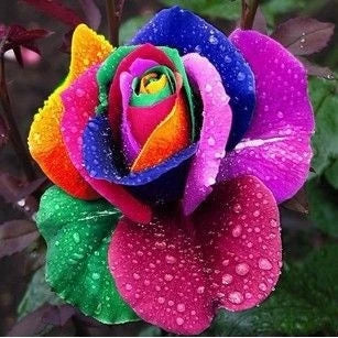 600 Sementes de Rosas Coloridas para Fazer Mudas - RosaColor Mix™
