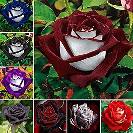 600 Sementes de Rosas Coloridas para Fazer Mudas - RosaColor Mix™