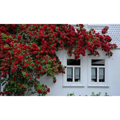 300 Sementes de Flor Rosa Trepadeira Vermelha para Mudas - RubraTrepadeira™