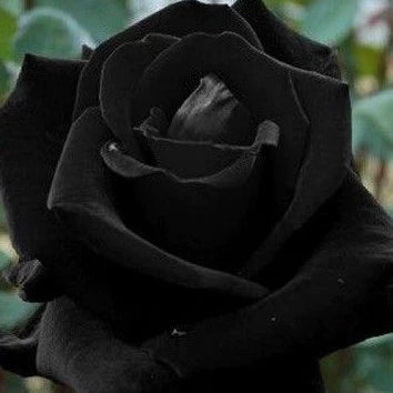 400 Sementes de Rosa Negra Rara com Manual de Cultivo e Envio Rápido - RosaNoir Rara™