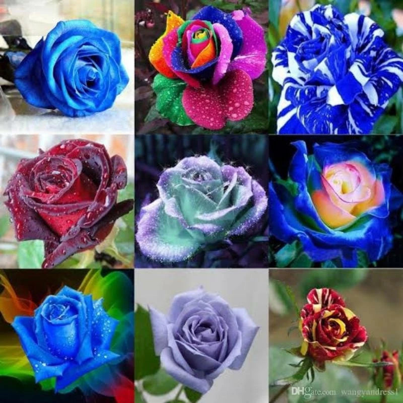 450 Sementes de Rosas Coloridas para Fazer Mudas - RosaViva Mix™