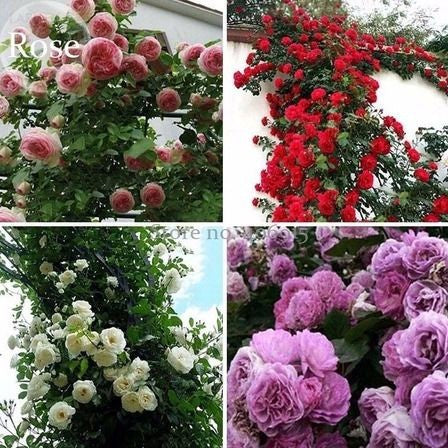 500 Sementes de Rosas Trepadeiras Coloridas para Mudas - RosaViva Trepadeira™