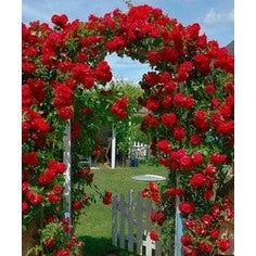 300 Sementes de Flor Rosa Trepadeira Vermelha para Mudas - RubraTrepadeira™