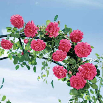 300 Sementes de Rosa Trepadeira Pink para Mudas - PinkTrepadeira™
